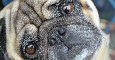 Pourquoi les chiens penchent la tête ?