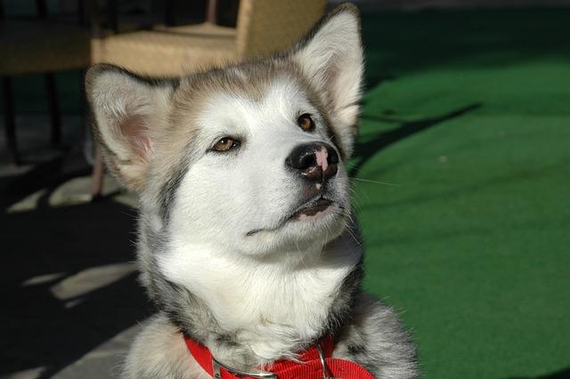 Malamute de l'Alaska