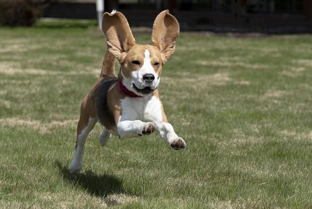 Chiens gentils et affectueux : Le Beagle