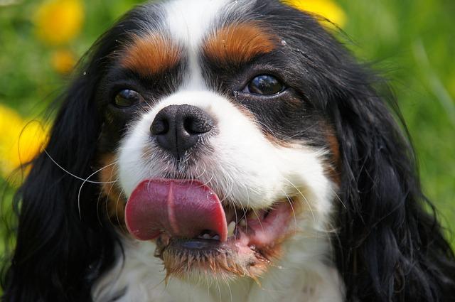 Races de chiens les plus gentils : le Cavalier King Charles