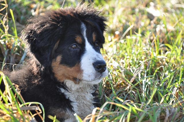 Races de gros chiens gentils : Bouvier Bernois