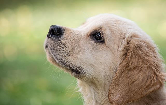 Races de chiens gentils : Le Golden Retriever
