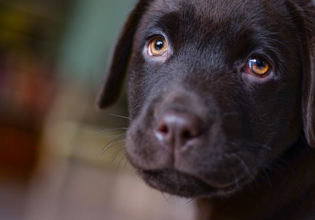 Le Labrador Retriever : gentil et équilibré