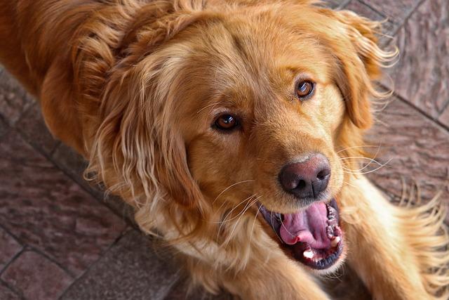 chien qui mange le mur