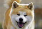 Races chiens primitifs : Akita Inu