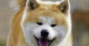 Races chiens primitifs : Akita Inu