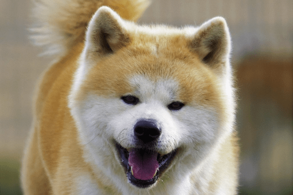 Races chiens primitifs : Akita Inu