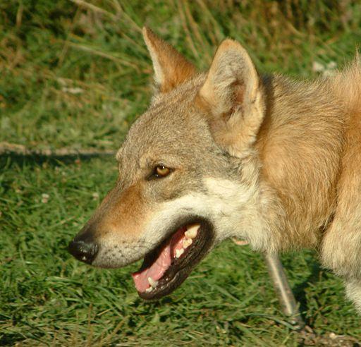 Races de chiens primitifs : Chien-loup tchécoslovaque