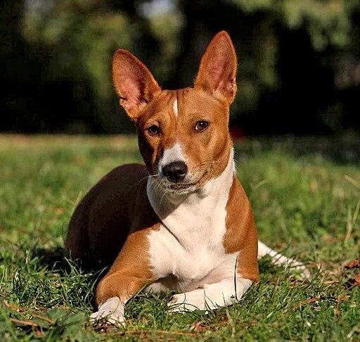 Basenji