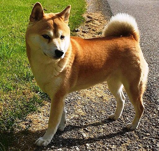 Shiba Inu