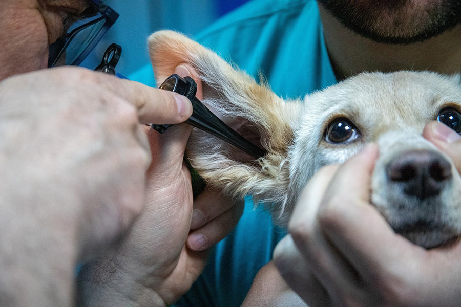 Assurance santé pour chien et maladies chroniques : peut-on assurer son chien ?