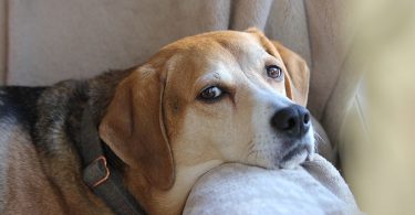 comment assurer un chien déjà malade et atteint d'une maladie chronique ?