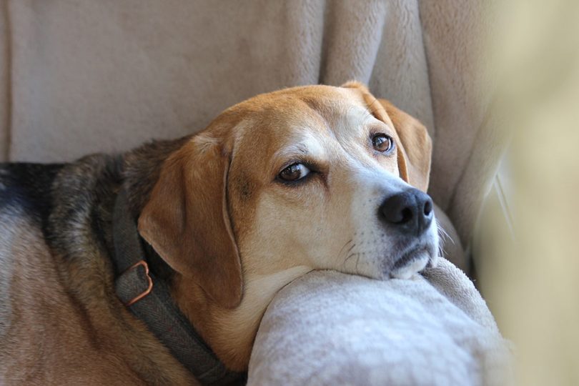 comment assurer un chien déjà malade et atteint d'une maladie chronique ?