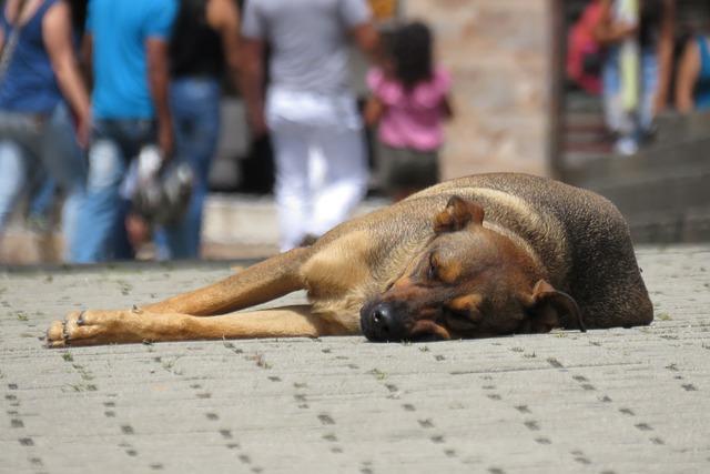 reconnaître un chien maltraité