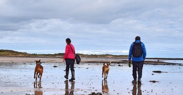 Comment les chiens vivent la séparation de leurs maîtres ?