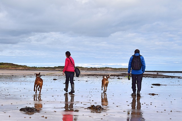 Comment les chiens vivent la séparation de leurs maîtres ?