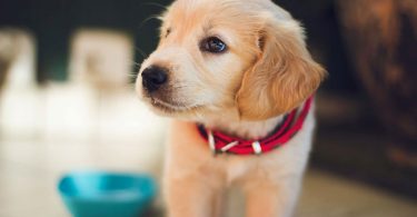 meilleures croquettes pour chien stérilisé