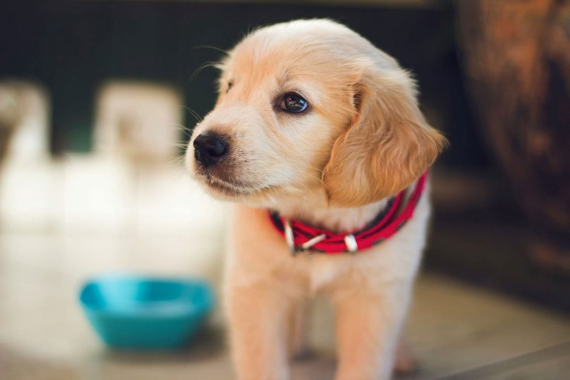 meilleures croquettes pour chien stérilisé