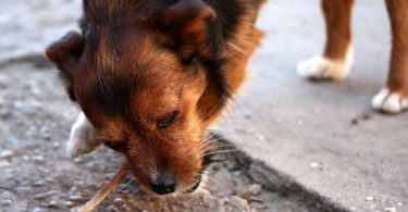 chien qui a avalé un os