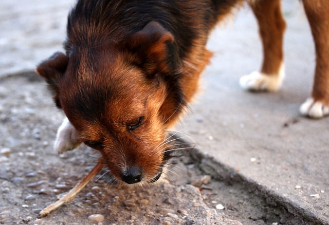 chien qui a avalé un os