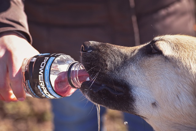 faire boire de l'eau à son chien