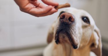 Quand donner une friandise à son chien ?