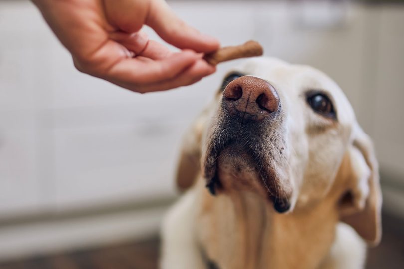 Quand donner une friandise à son chien ?
