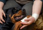 Principaux avantages d'une assurance animaux : la liste des avantages d'une mutuelle santé pour chien