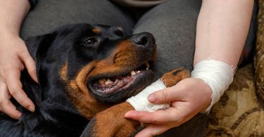 Principaux avantages d'une assurance animaux : la liste des avantages d'une mutuelle santé pour chien