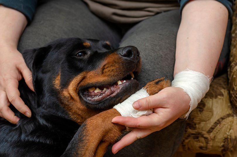Principaux avantages d'une assurance animaux : la liste des avantages d'une mutuelle santé pour chien