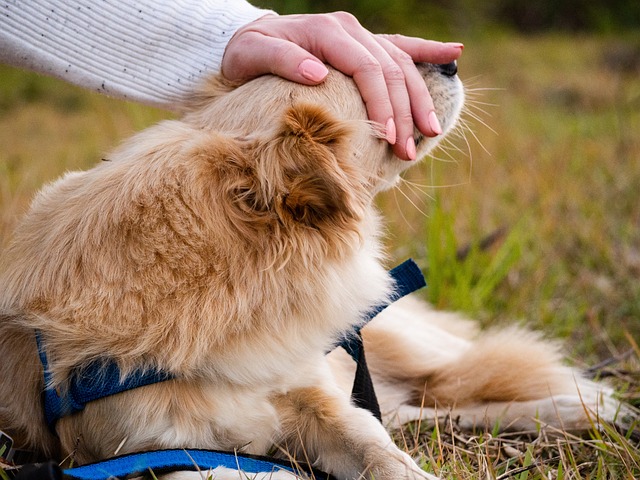 Le chien a besoin d'une relation authentique