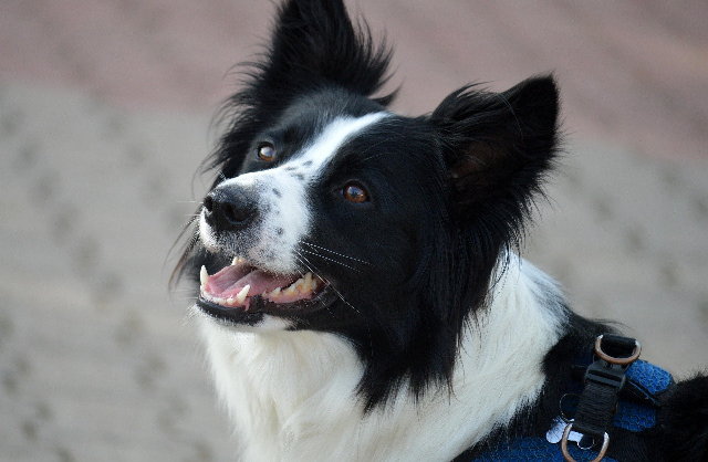 l’éducation canine et IA