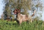 Griffon korthals : Un chien de chasse intelligent et résistant