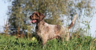 Griffon korthals : Un chien de chasse intelligent et résistant