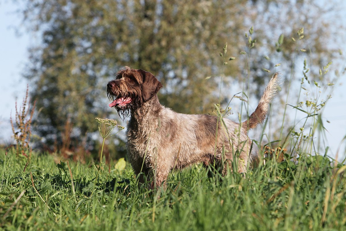 Griffon korthals : Un chien de chasse intelligent et résistant