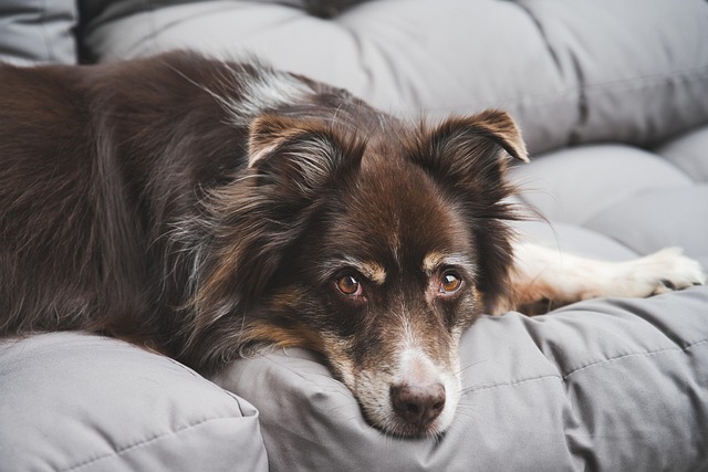 chien changement de comportement