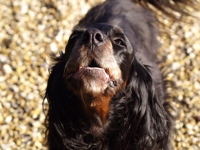 Chien qui aboie de la douleur
