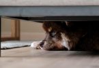 Chien qui a mal signes