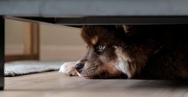 Chien qui a mal signes
