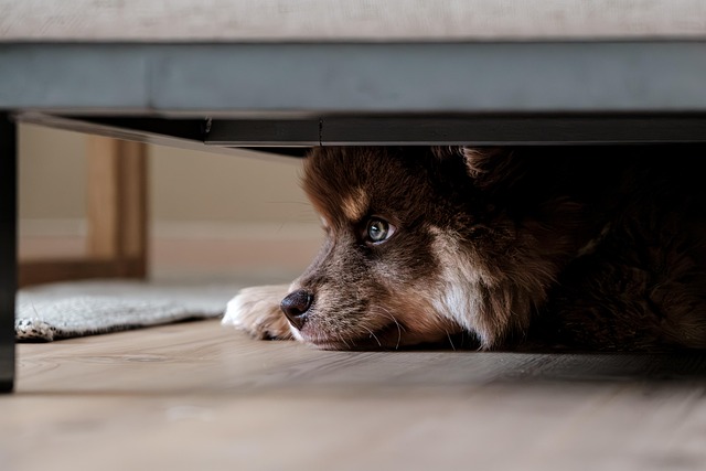 Chien qui a mal signes