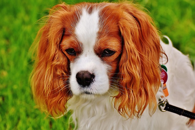 chien triste