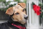 Intelligence émotionnelle chez le chien