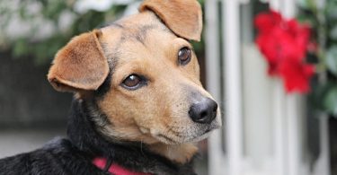 Intelligence émotionnelle chez le chien
