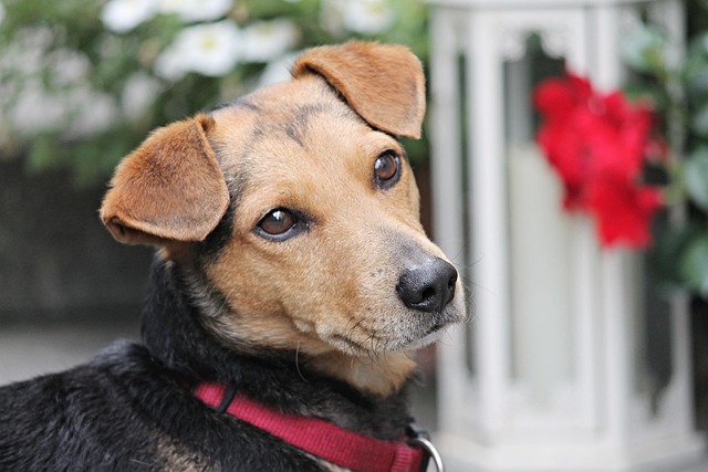 Intelligence émotionnelle chez le chien
