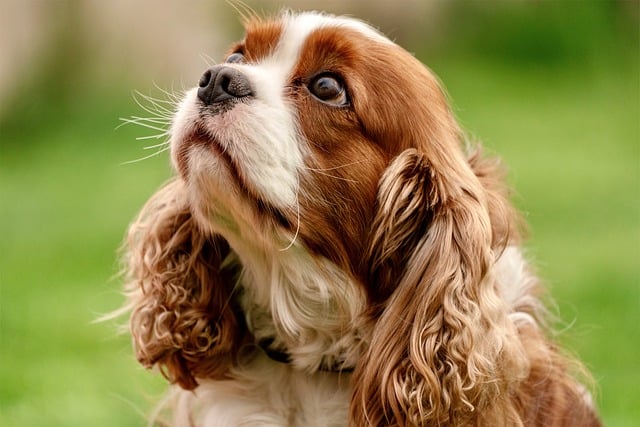 le chien comprend-il nos émotions ?