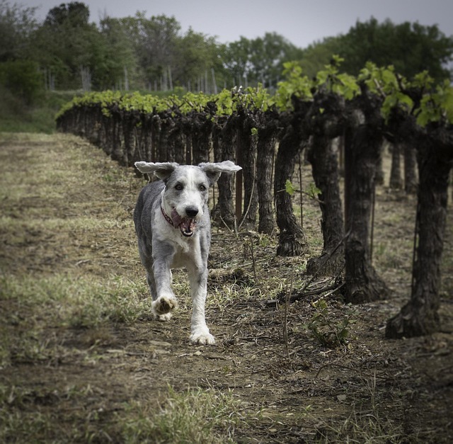 chien qui s'éloigne en promenade