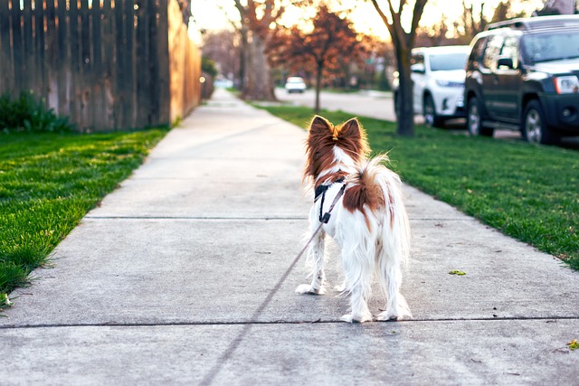 chien en laisse