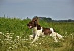 Mon chien s'enfuit en promenade
