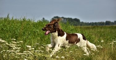 Mon chien s'enfuit en promenade