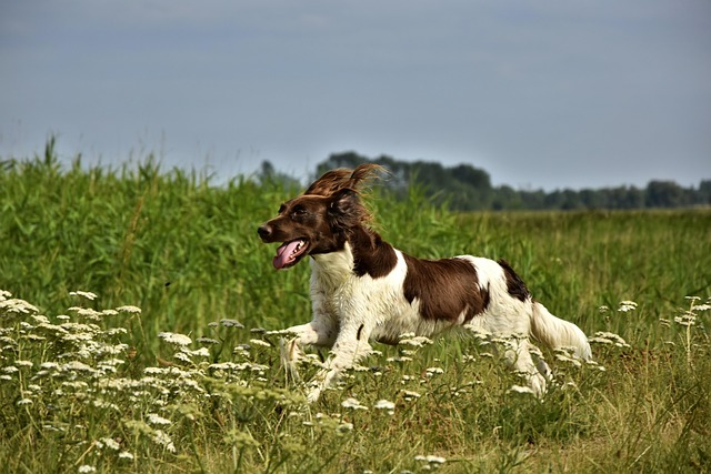 Mon chien s'enfuit en promenade